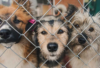Мэр Краснодара поручил ускорить согласование проекта приюта для бездомных животных 