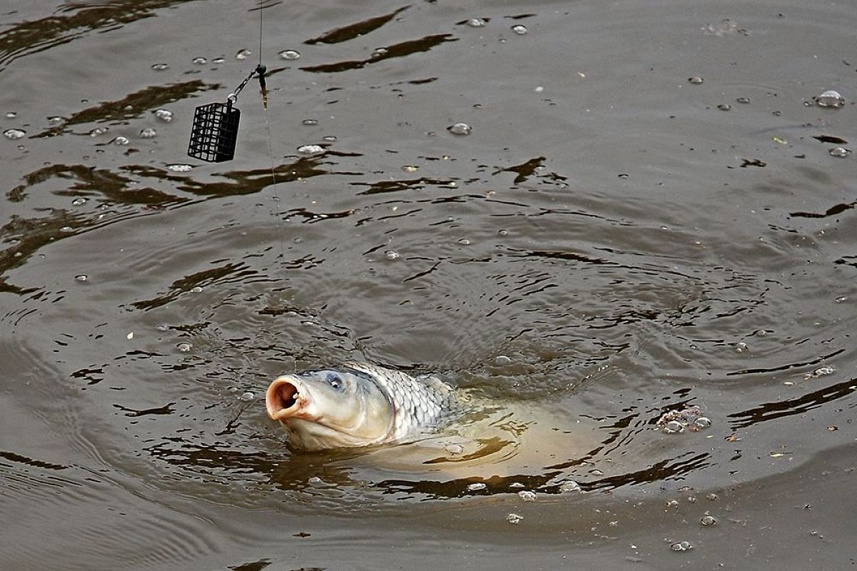 Ловля крапа в мае на фидер: выбор точки, прикормка и топ-3 монтажа 