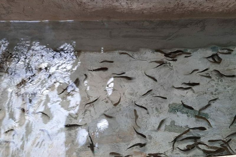 Более 24 тысяч мальков краснокнижного лосося выпущены в реку в Сочи