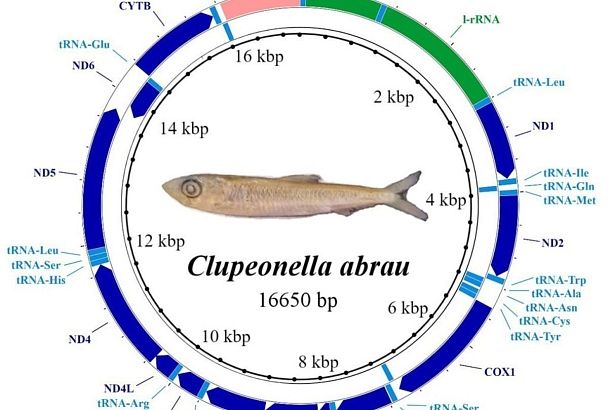 Сарделька существует: ученые доказали, что уникальная рыба не исчезла из озера Абрау под Новороссийском