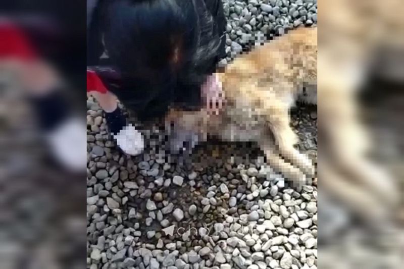 В крови отравленных в пригороде Краснодара бездомных собак нашли два вида яда