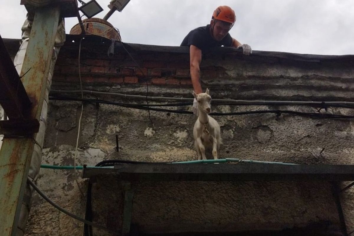 Спасатели в Новороссийске сняли с козырька подъезда козу