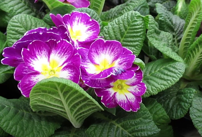 Завалит густыми соцветиями: как ухаживать за примулой комнатной сразу после покупки – первоцвет на подоконнике