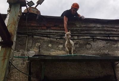 Спасатели в Новороссийске сняли с козырька подъезда козу