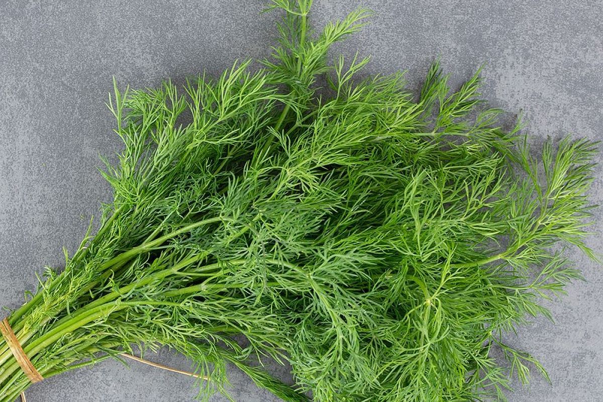 Заготовка укропа на зиму: «зелёные рулеты» для идеального аромата и экономии места