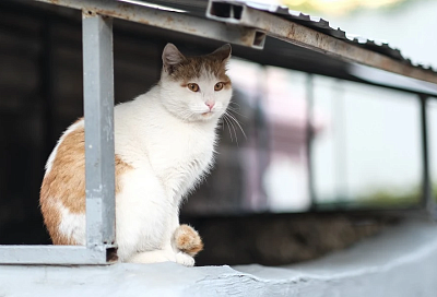 Почему обычные кошки лучше породистых: 5 причин выбрать «дворянина»