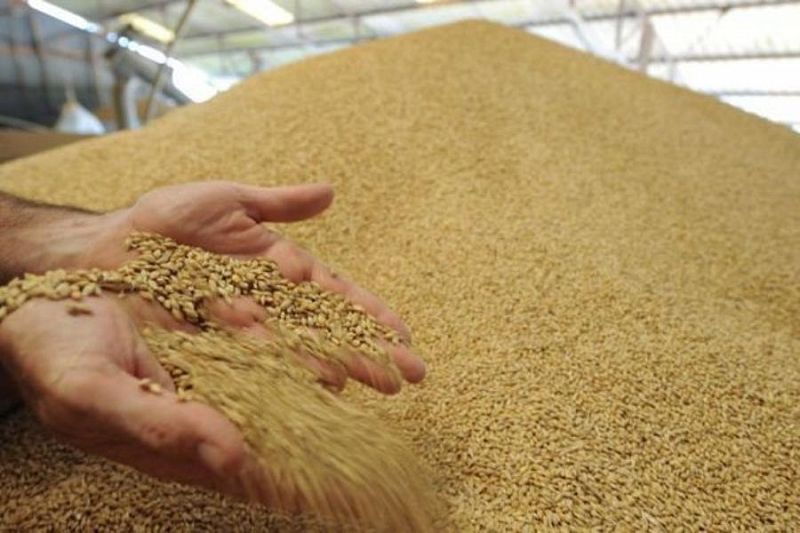 Аграрии Краснодарского края в 2021 году планируют собрать не менее 11 млн тонн зерна