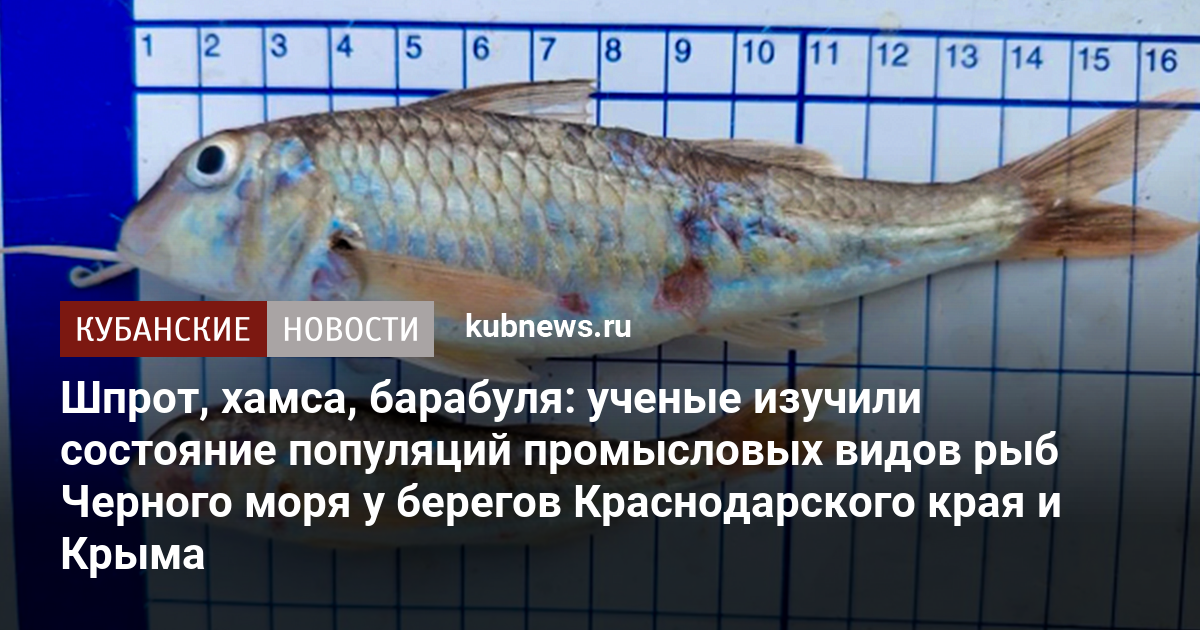 Шпрот, хамса, барабуля: ученые изучили состояние популяций промысловых видов рыб Черного моря у берегов Краснодарского края и Крыма