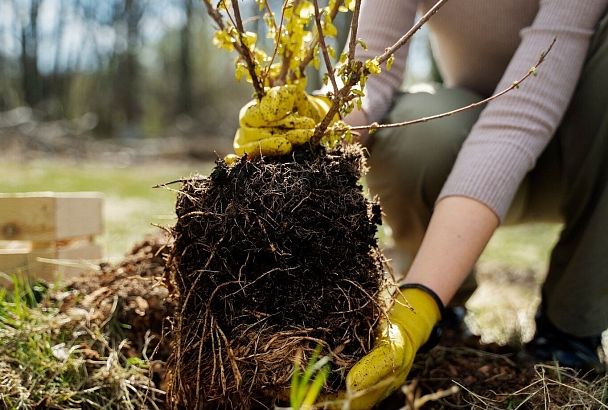 Как эффективно удобрять деревья на примере  груши: советы для заботливых садоводов