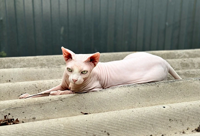 Что за лев этот тигр: 5 самых злых пород кошек