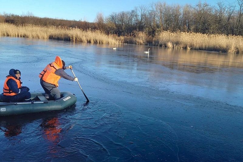 В Кореновске спасатели освободили лебедей из ледяного плена