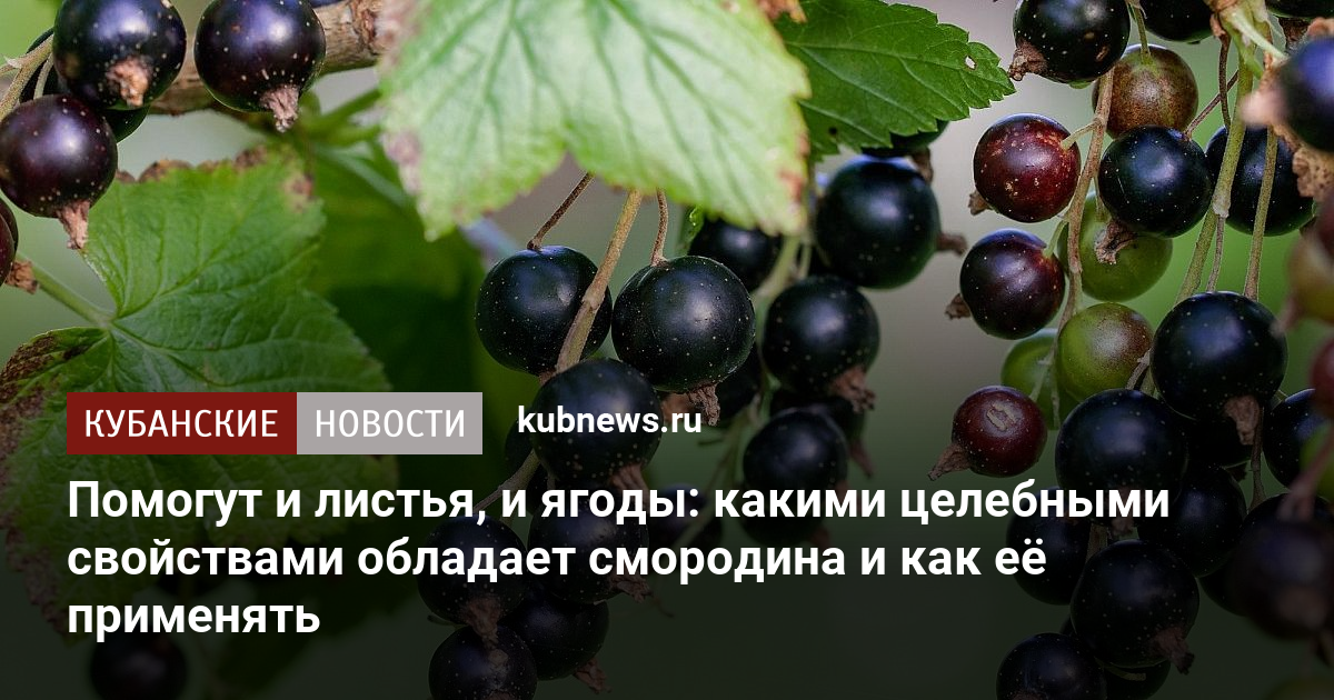 Помогут и листья, и ягоды: какими целебными свойствами обладает .