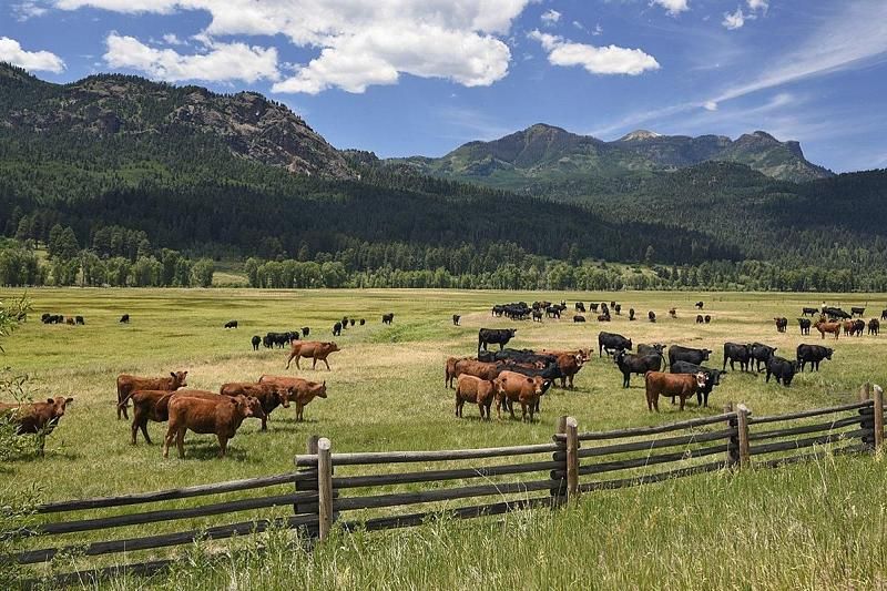 В Краснодарском крае обозначат территории для выпаса скота и снизят цену на их аренду