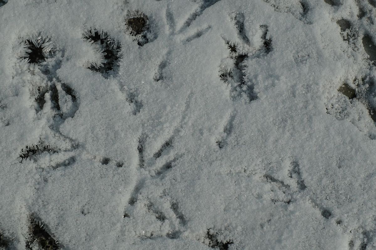 В Ейске выпал первый снег