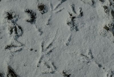 В Ейске выпал первый снег