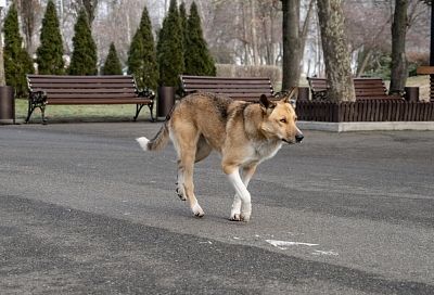 Бастрыкину доложат по уголовному делу о бездействии властей при отлове собак в Краснодаре