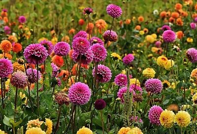 За такую «красоту» придется заплатить штраф: какие цветы запрещено выращивать на даче или в огороде?