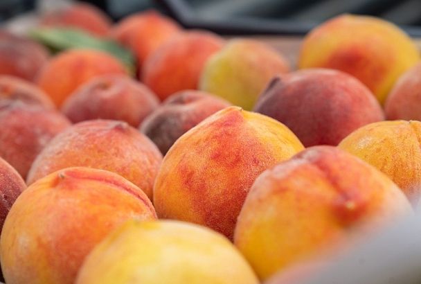 Плоды науки: ученые в Сочи собирают урожай персиков и нектаринов на две недели раньше срока