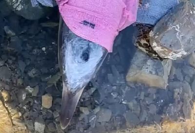  В Анапе волонтеры спасают дельфиненка