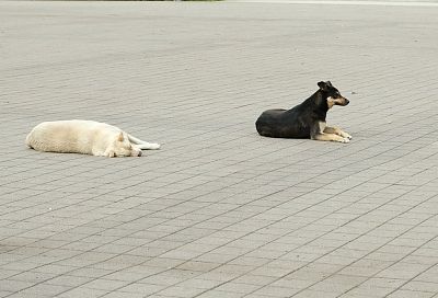 Массовый отлов бездомных собак продлится в Сочи неделю