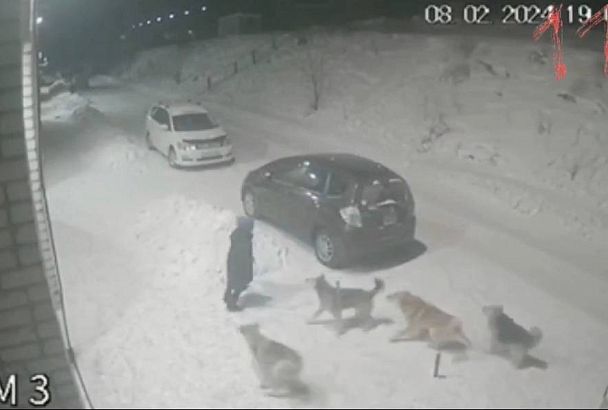 В Иркутской области стая собак напала на ребенка