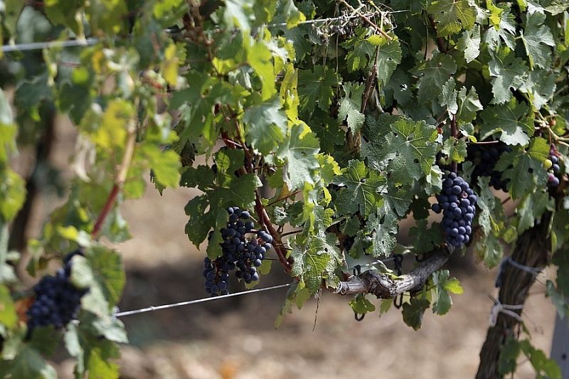 В Генплане Анапы закрепили все виноградопригодные земли