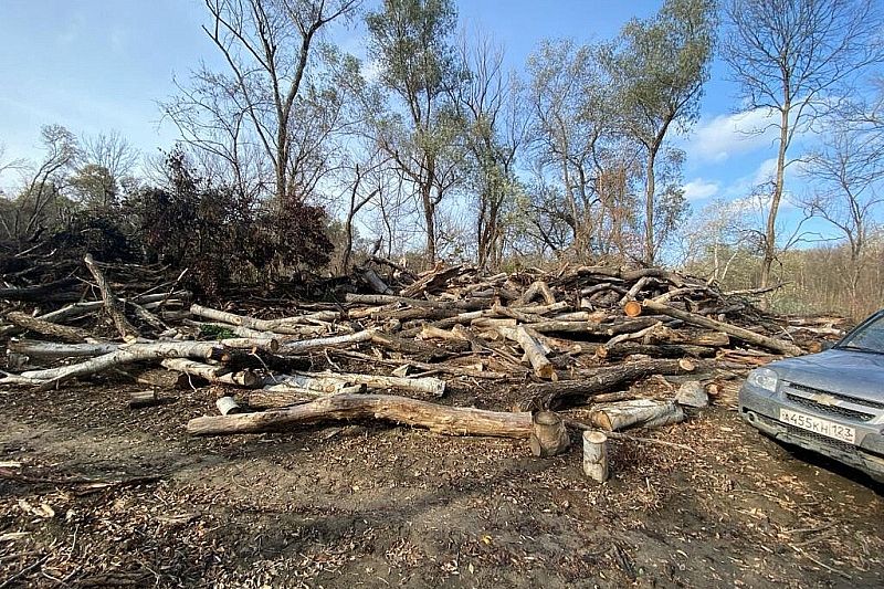 В Крымском районе незаконно вырубили деревьев на 11 млн