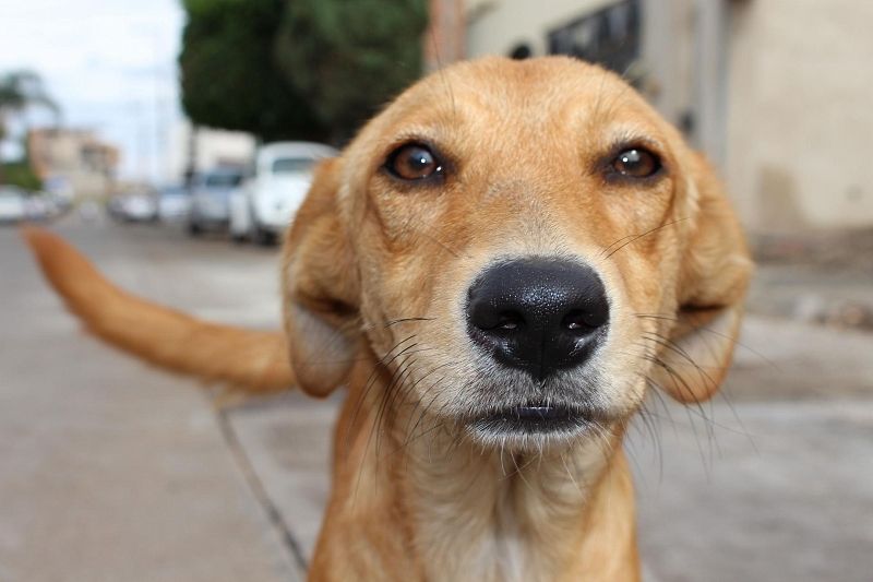 Дог-боксы для уборки за собаками появятся в Новороссийске