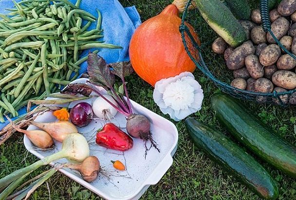 Лунный календарь на июль 2025: благоприятные дни для посадки 3–7 июля