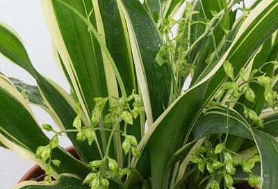 А вы знали, что хлорофитум – это природный Корневин на вашем окне. Оживит даже умирающий отросток