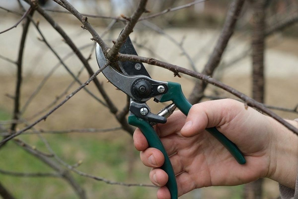 Спрячь секатор: почему категорически нельзя обрезать деревья зимой