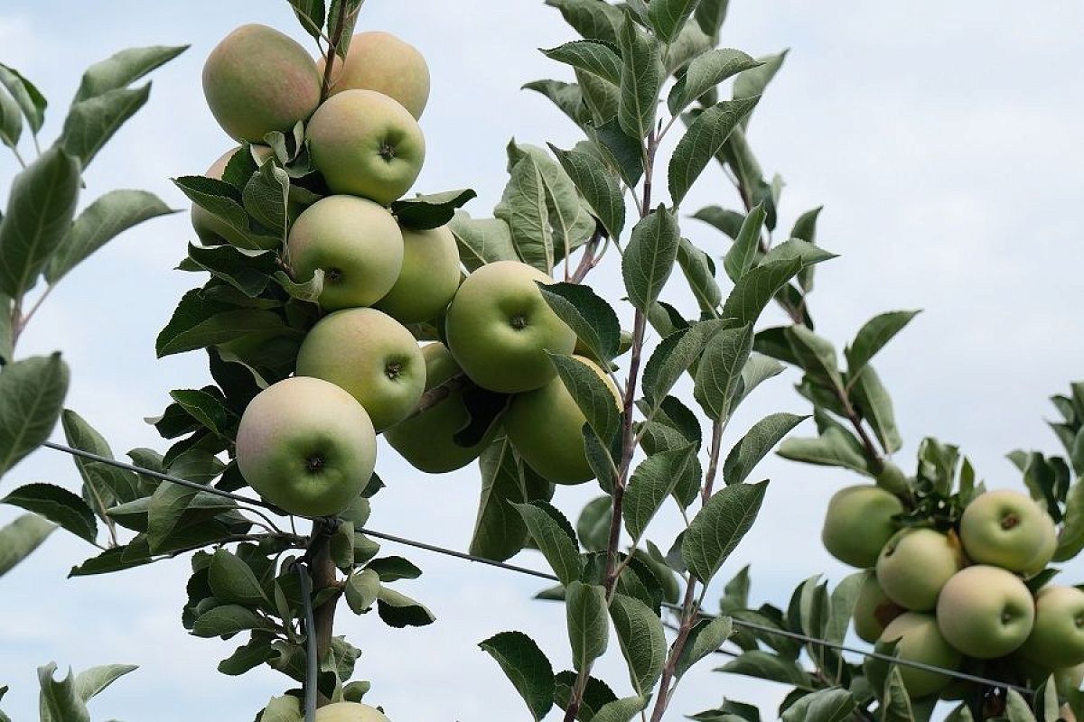 Осенние подкормки яблони и груши: как подготовить деревья к зиме