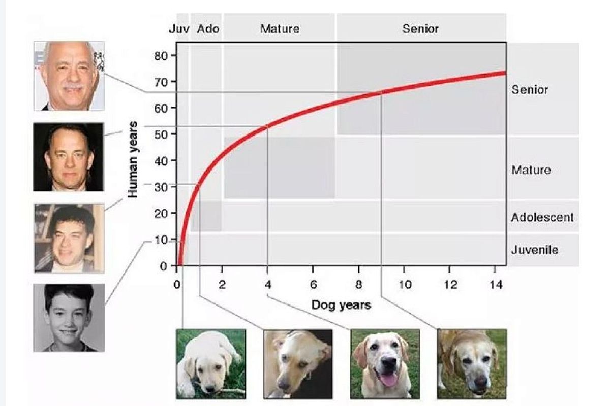 Рассчитайте возраст вашей собаки в «человеческих годах» по новой формуле