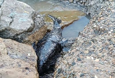 В Анапе погиб попавший в мазут дельфин