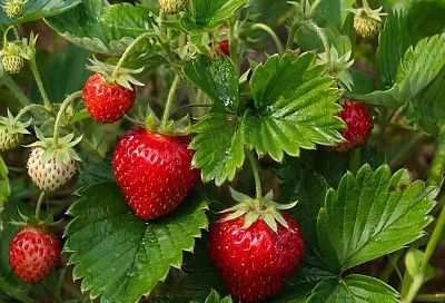 Почему мы не вовремя подкармливаем клубнику бором и что делаем не так: наши три ошибки