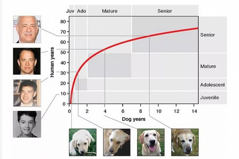 Рассчитайте возраст вашей собаки в «человеческих годах» по новой формуле