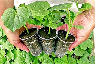 Семена огурцов в молоке: как вырастить сладкие и хрустящие огурчики