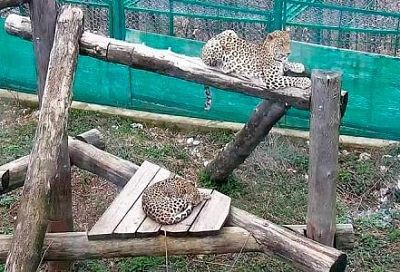 В сочинский Центр восстановления леопардов будут пускать туристов