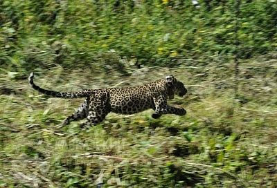 Специалисты назвали причины гибели выпущенных в Кавказском заповеднике леопардов Лабы и Виктории