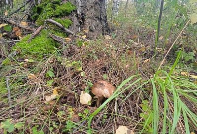 Южане увлеклись «тихой охотой»