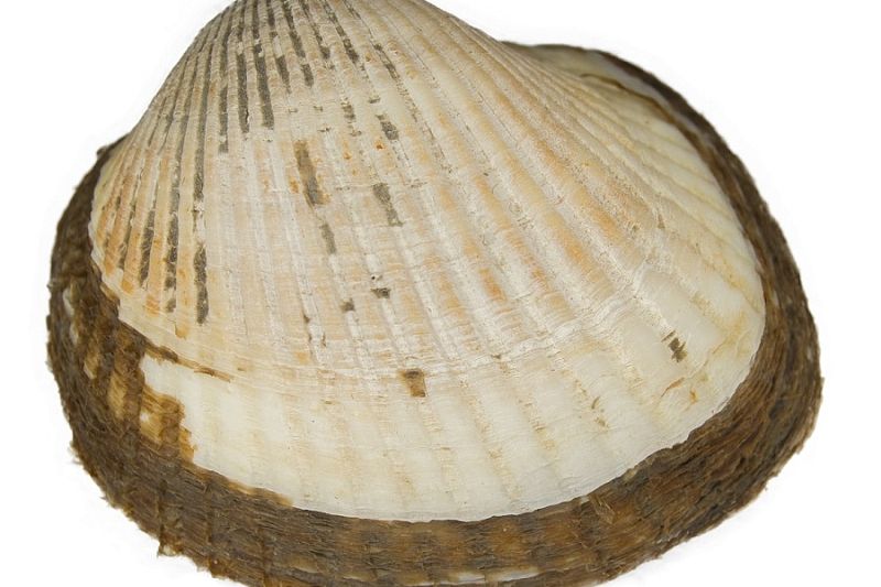 В Азовском море разрешили промысел завезенного из Азии деликатесного моллюска