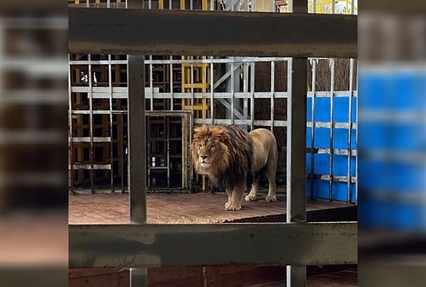 Конфискованного в Анапе африканского льва Тиграна отправят жить в «Старооскольский зоопарк»