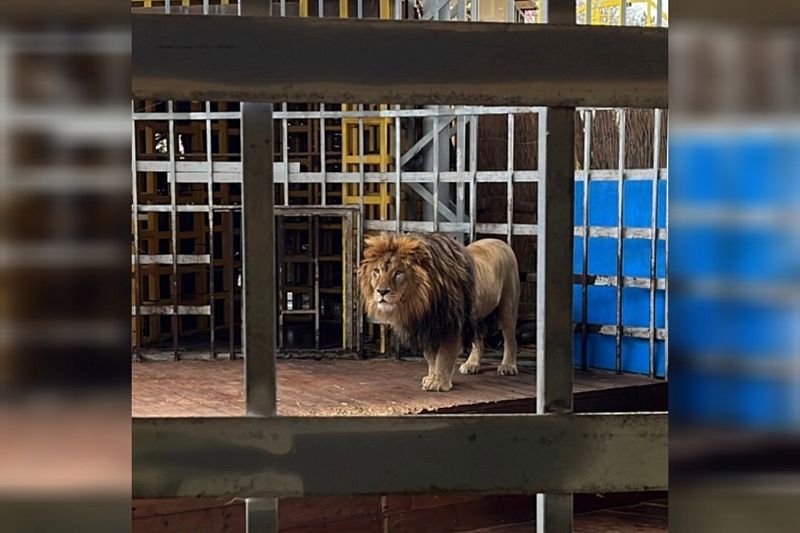 Конфискованного в Анапе африканского льва Тиграна отправят жить в «Старооскольский зоопарк»