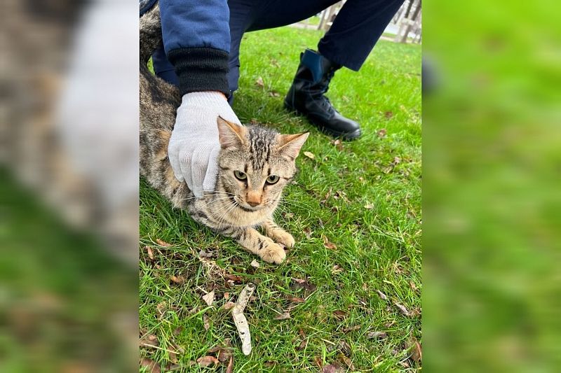 «Любитель создавать суету»: новороссийские спасатели в 7 раз сняли с дерева одного и того же кота
