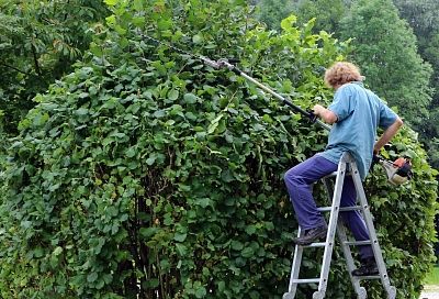 Это дерево вас разорит: какие многолетние растения запрещены для выращивания на дачах