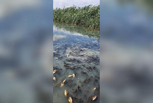 В Брюховецком районе опровергли массовую гибель рыбы