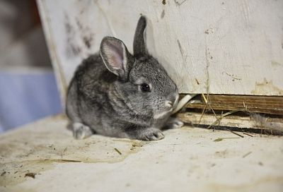 Нелегальный зоопарк обнаружили под Анапой