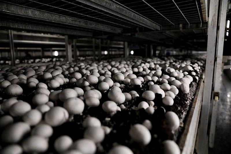 Губернатор Вениамин Кондратьев: «Кубань остается в числе регионов-лидеров по производству грибов»
