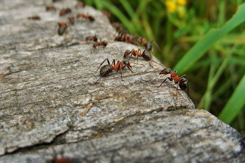 Как избавиться от муравьев на крыльце дома