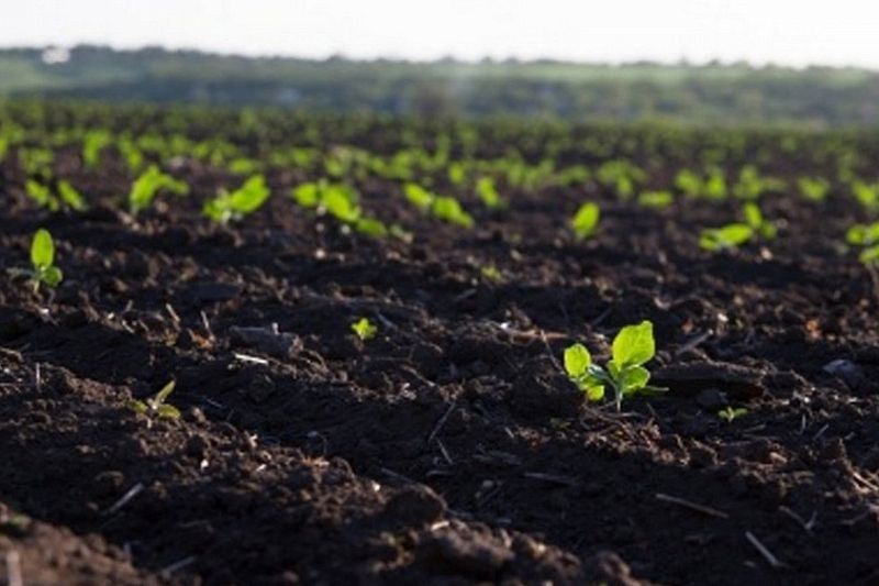 В 2022 году на мониторинг плодородия почв в Краснодарском крае направят 20 млн рублей